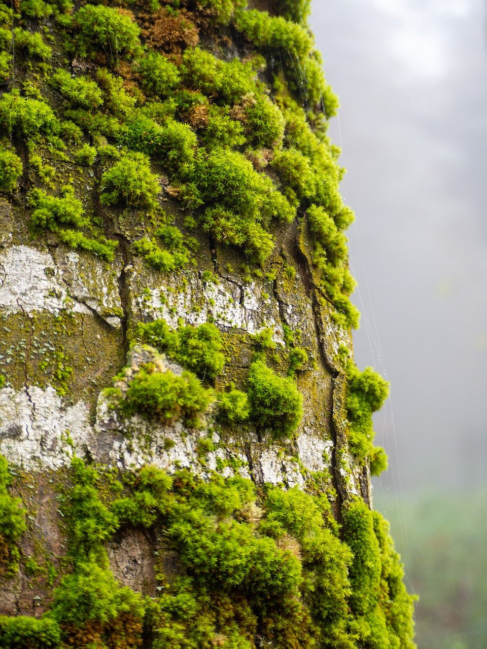 4세대 실손보험으로 미래를 계획하는 고민 - 장점과 단점은 무엇일까?