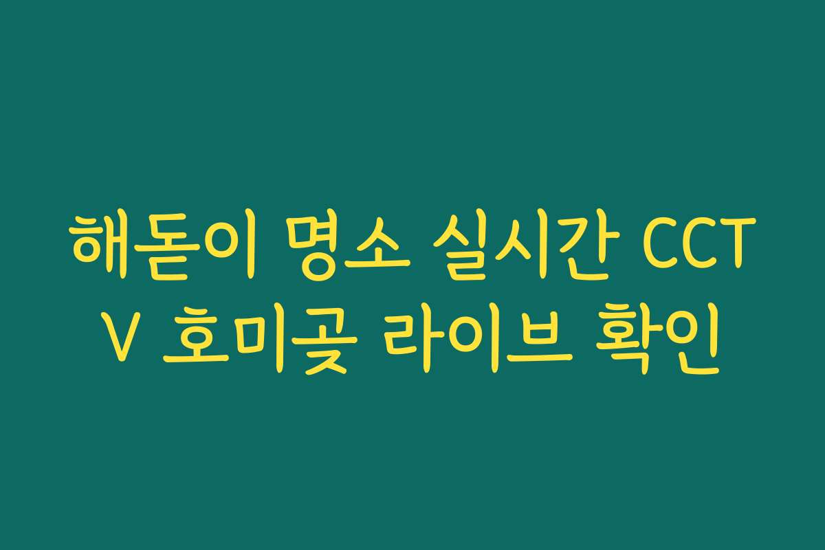 해돋이 명소 실시간 CCTV 호미곶 라이브 확인