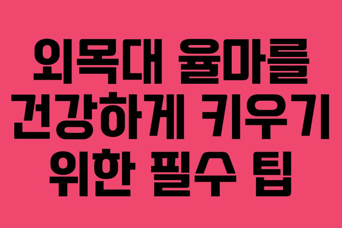 외목대 율마를 건강하게 키우기 위한 필수 팁
