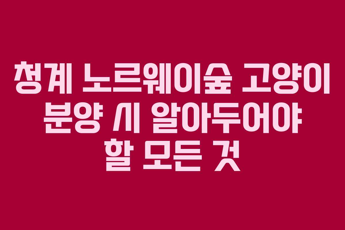 청계-노르웨이숲-고양이-분양-시-알아두어야-할-모든-것
